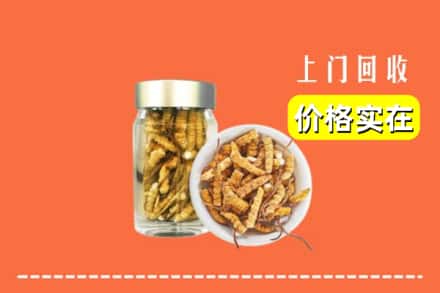 朝阳市回收散虫草