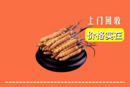朝阳市回收冬虫夏草